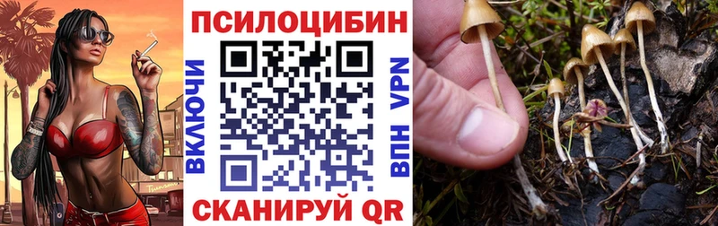 Купить  Киржач  Псилоцибиновые грибы Psilocybe 
